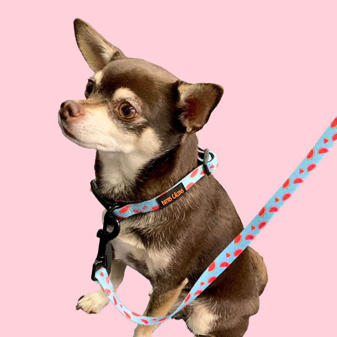 Ensemble “Melon” – Harnais, laisse et collier en tissu pour petit chien ou chat | 79,99$ 