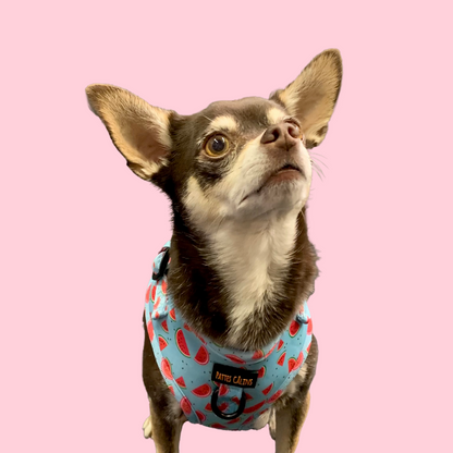 Ensemble “Melon” – Harnais, laisse et collier en tissu pour petit chien ou chat | 79,99$ 