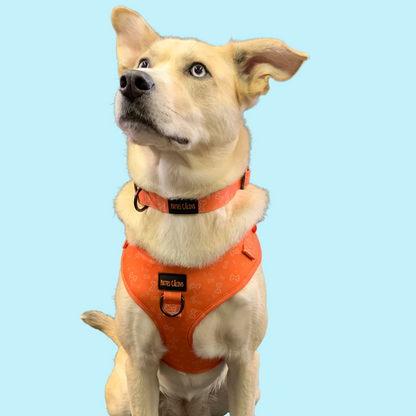 Ensemble “Y a un os” – Harnais, laisse, collier et pochette  Petit chien et chat  84,99 $