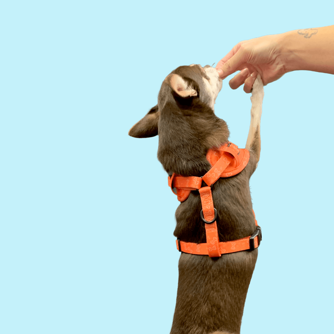 Ensemble “Y a un os” – Harnais, laisse, collier et pochette  Petit chien et chat  84,99 $