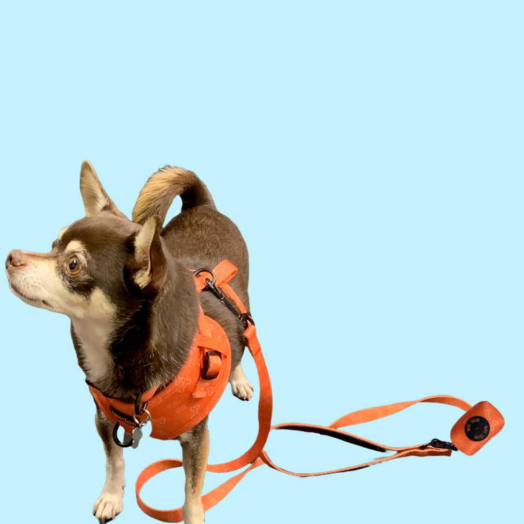 Ensemble “Y a un os” – Harnais, laisse, collier et pochette  Petit chien et chat  84,99 $