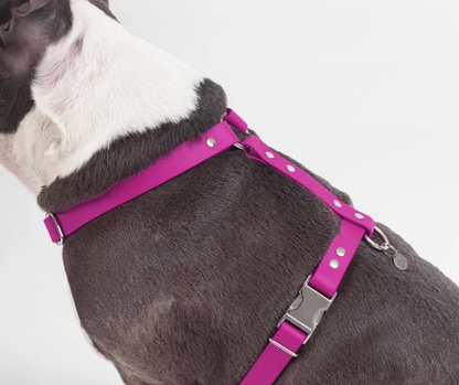 Harnais sur mesure en BioThane pour chien – Fait main au Québec