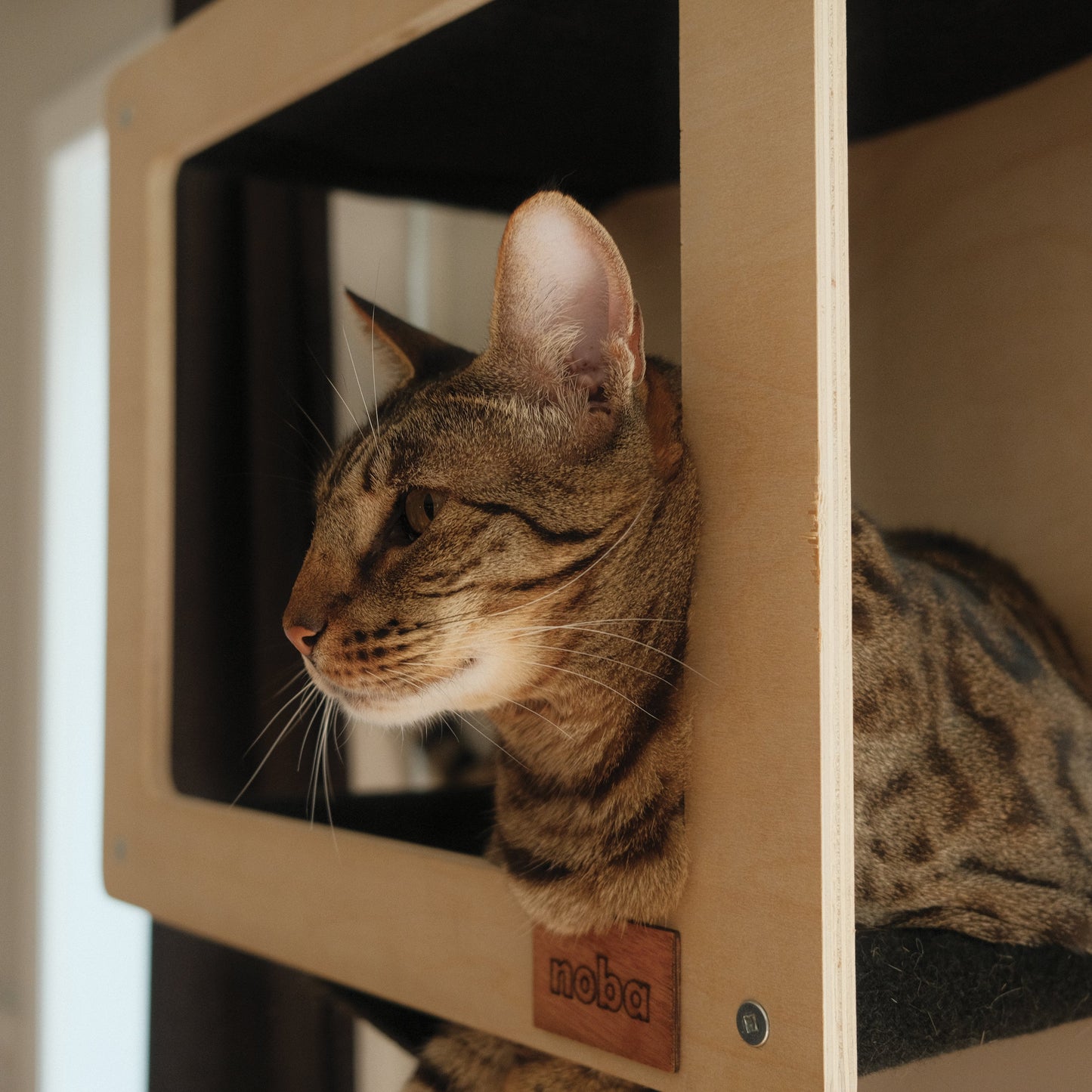 Kit Mural pour Chat – Aire de Jeu Murale Complète et Modulable