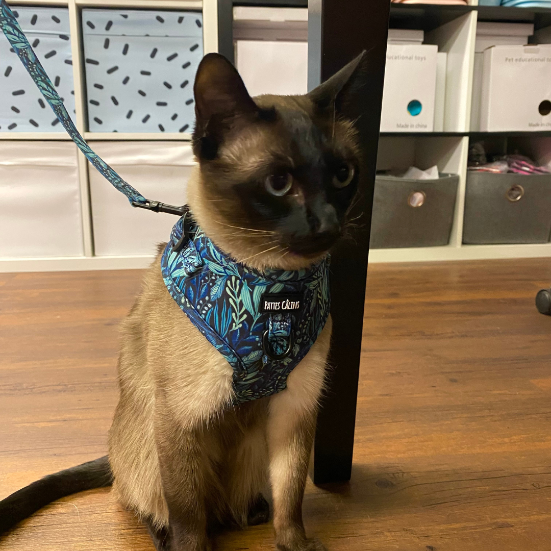 Ensemble “Dans la jungle” – Harnais, laisse et collier pour petit chien ou chat  79,99 $