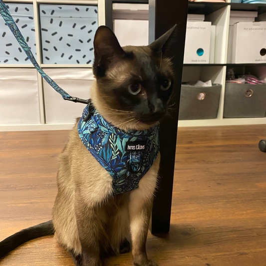 Ensemble “Dans la jungle” – Harnais, laisse et collier pour petit chien ou chat  79,99 $