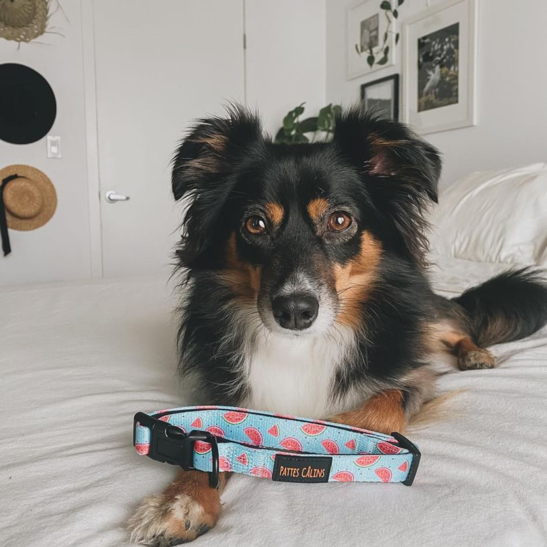 Ensemble “Melon” – Harnais, laisse et collier en tissu pour petit chien ou chat | 79,99$ 