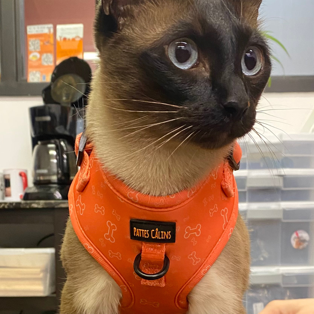 Ensemble “Y a un os” – Harnais, laisse, collier et pochette  Petit chien et chat  84,99 $