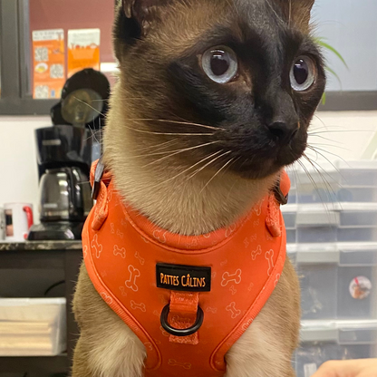 Ensemble “Y a un os” – Harnais, laisse, collier et pochette  Petit chien et chat  84,99 $