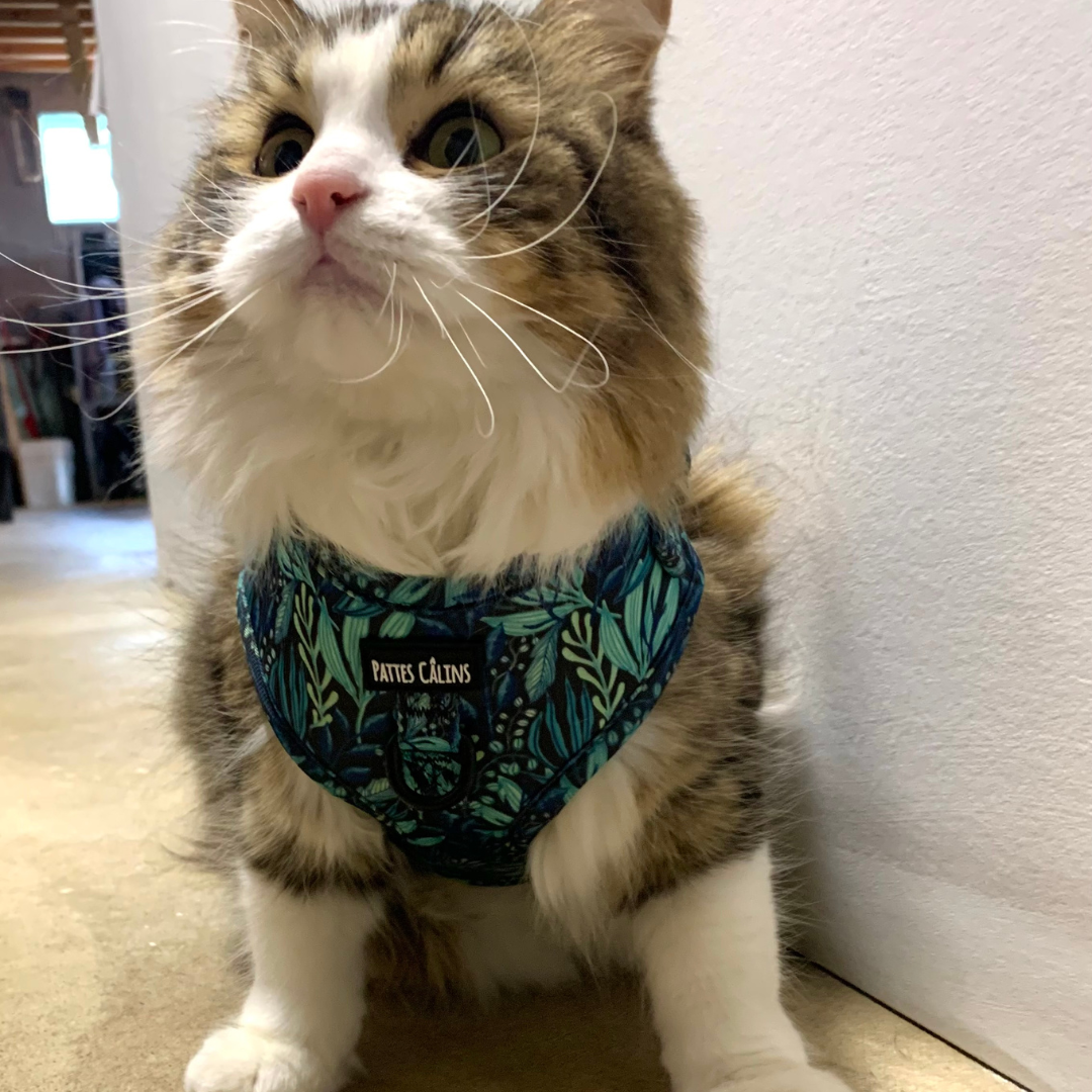 Ensemble “Dans la jungle” – Harnais, laisse et collier pour petit chien ou chat  79,99 $