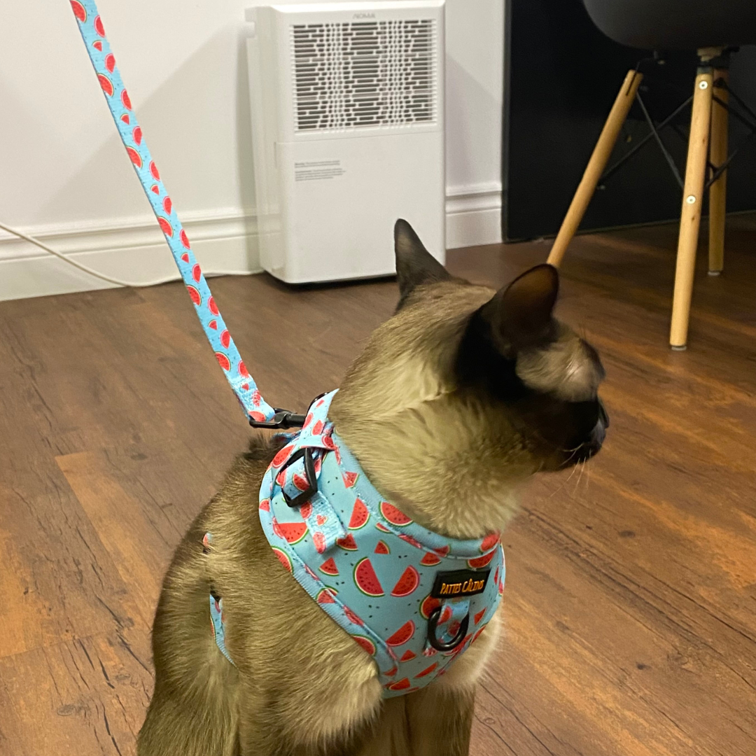 Ensemble “Melon” – Harnais, laisse et collier en tissu pour petit chien ou chat | 79,99$ 