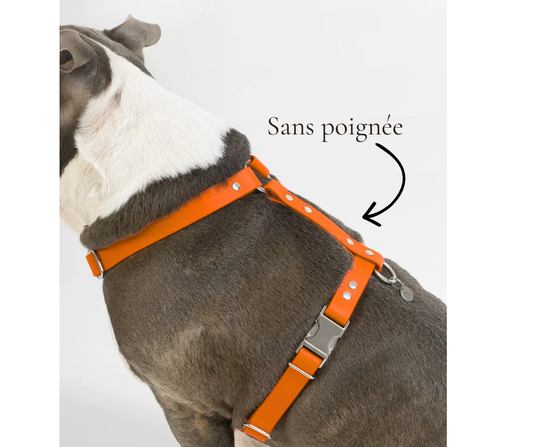 Harnais sur mesure en BioThane pour chien – Fait main au Québec