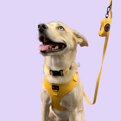 Ensemble “Rayon de soleil” – Harnais, laisse, collier + pochette à sacs à crottes | 84,99 