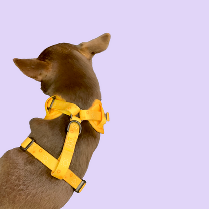 Ensemble “Rayon de soleil” – Harnais, laisse, collier + pochette à sacs à crottes | 84,99 