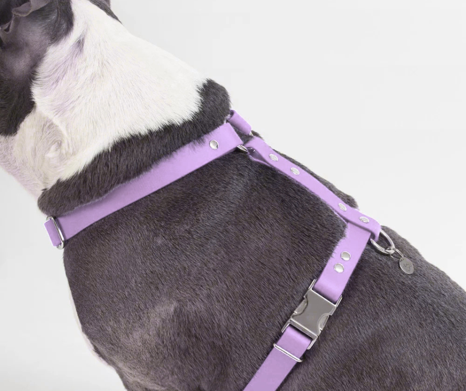 Harnais sur mesure en BioThane pour chien – Fait main au Québec