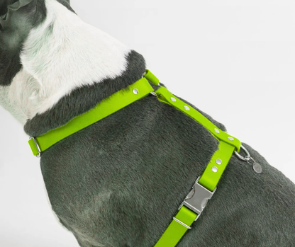 Harnais sur mesure en BioThane pour chien – Fait main au Québec
