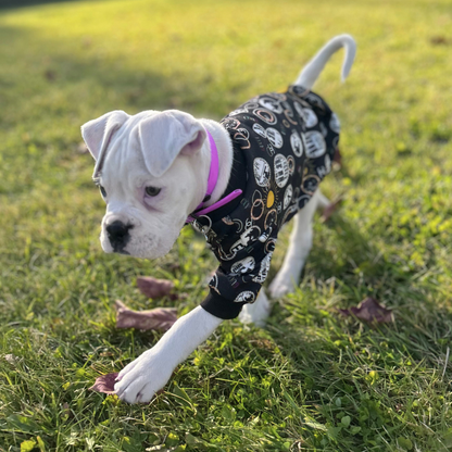 Collier en Biothane pour chat - fait main au Québec