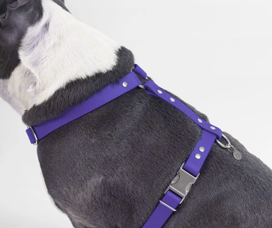 Harnais sur mesure en BioThane pour chien – Fait main au Québec