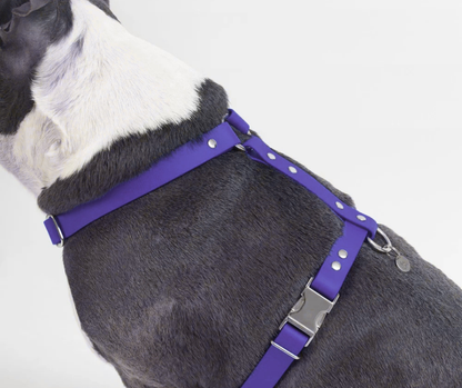 Harnais sur mesure en BioThane pour chien – Fait main au Québec